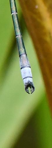 Lestes dryas